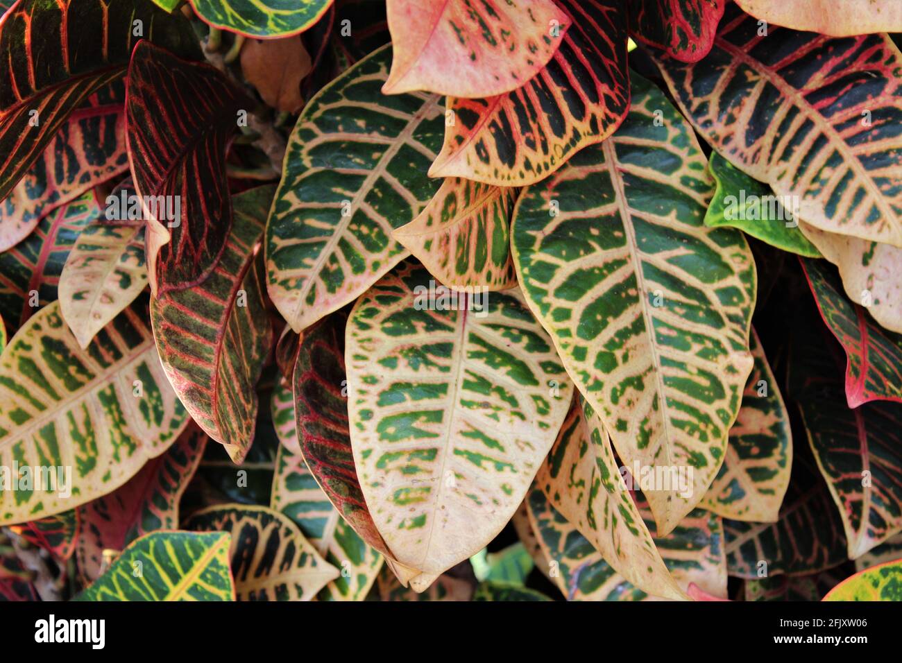 Blooming colorful Croton Leaves in the background. Tropical tree leaf texture. Stock Photo