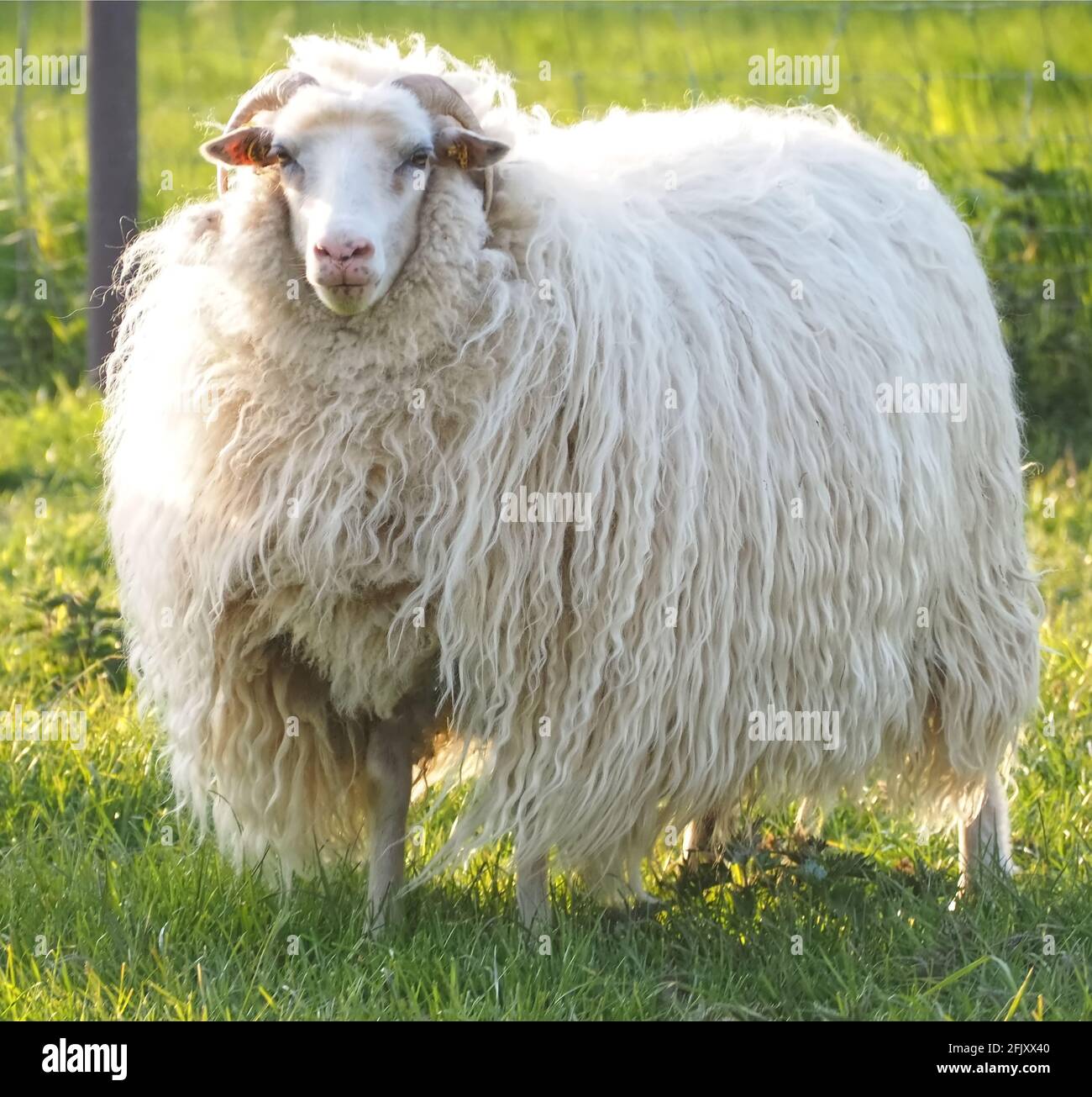 Isolated white aries sheep with horns and long wool Stock Photo - Alamy