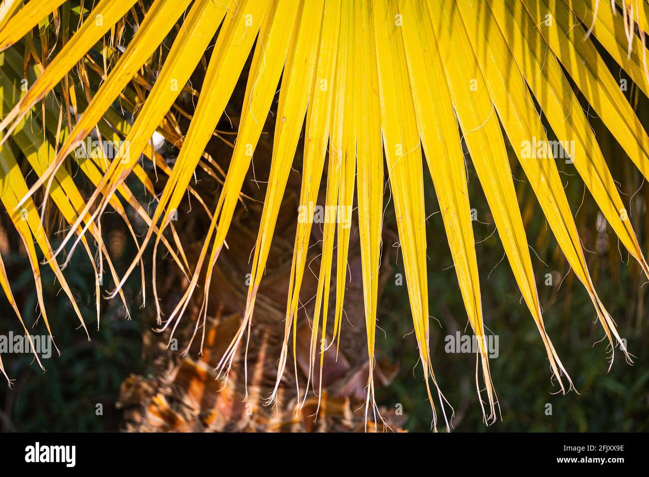 Close-up of a bright green, yellow leaf of a palm tree under the bright ...