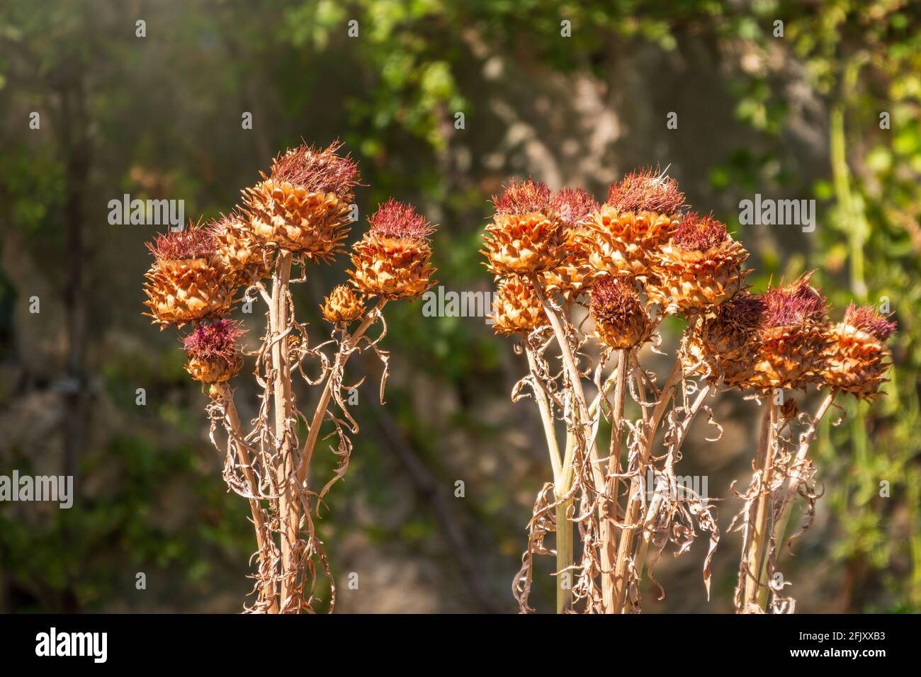 Dry flowers of Carduus, genus of flowering plants in the aster family. Carduus thoermeri, Asteraceae, dried thistle plant on the plateau Ai Petri, Cri Stock Photo