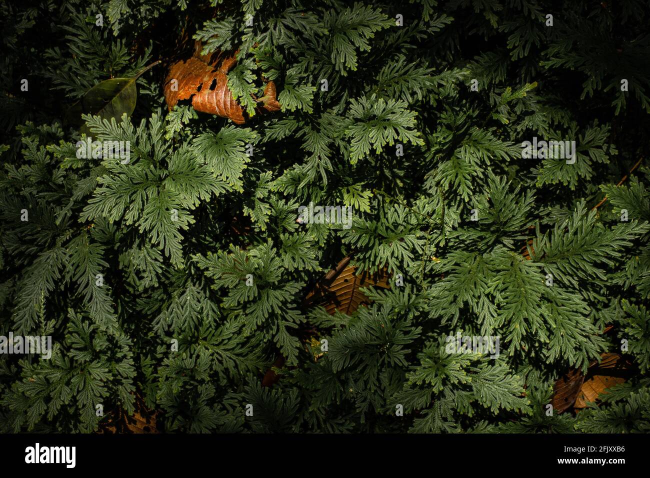 Amazon forests have large trees that provide oxygen to the world Stock Photo