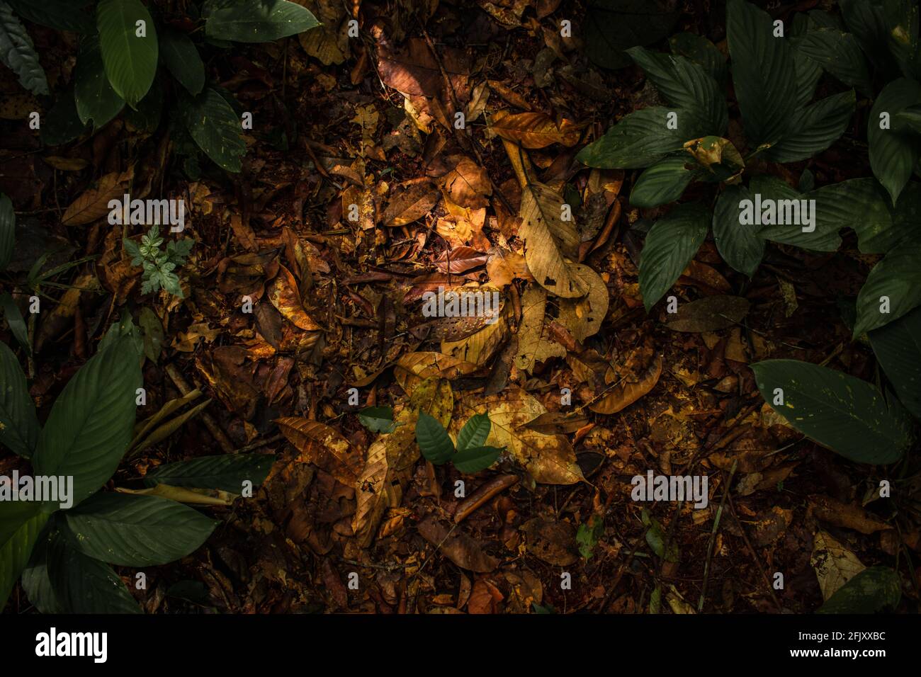Amazon forests have large trees that provide oxygen to the