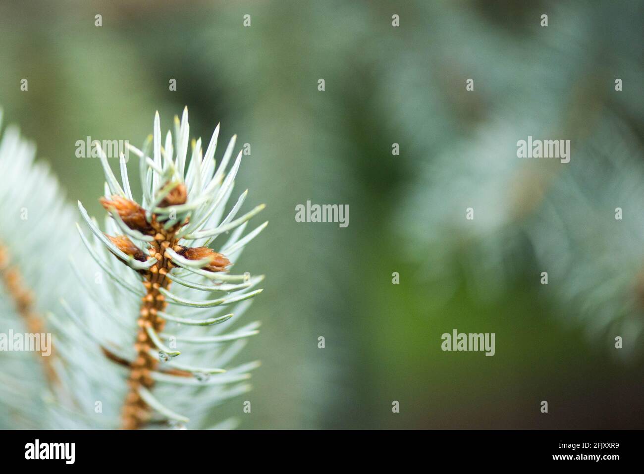 sprig of blue spruce in the park Stock Photo
