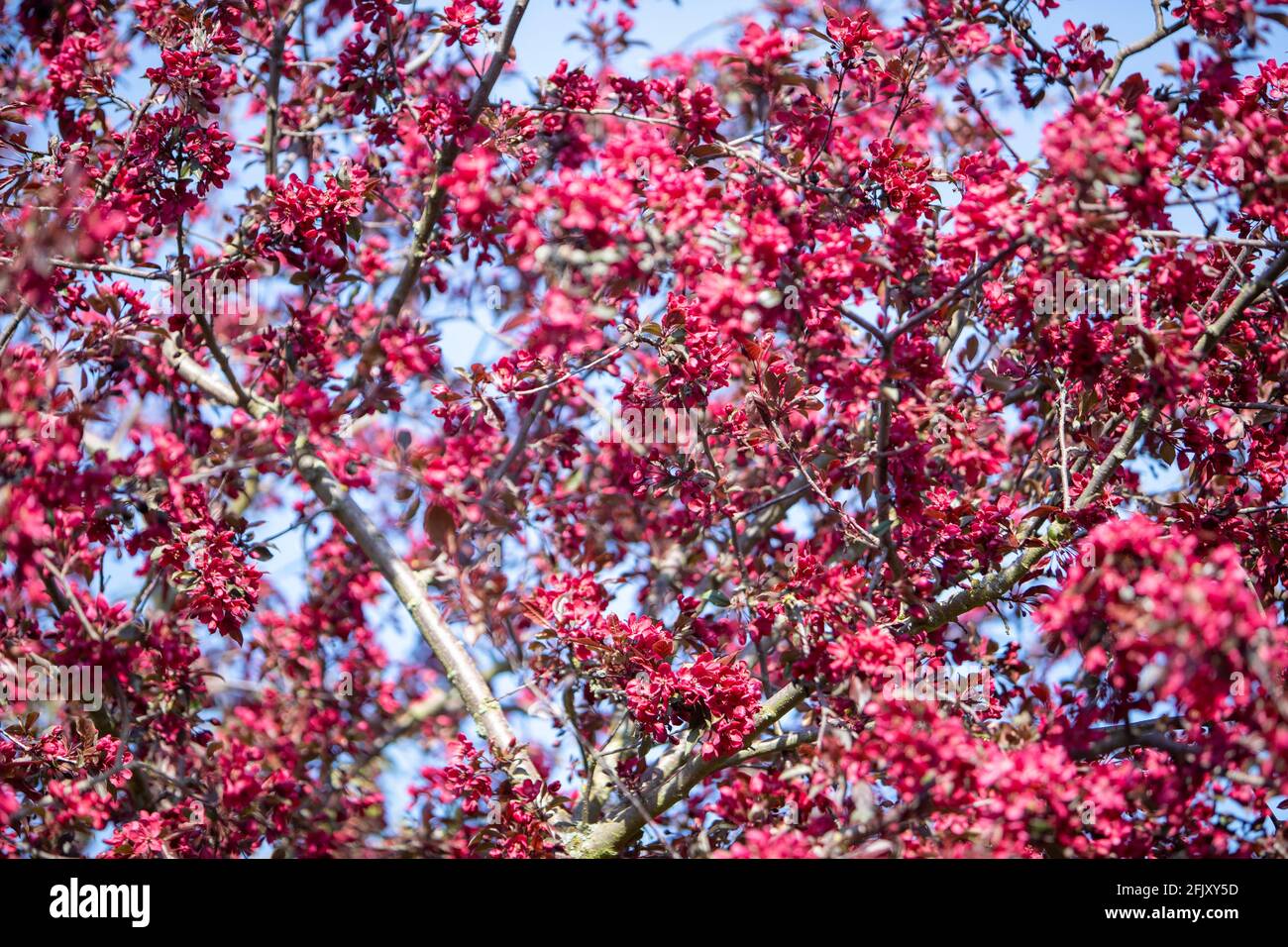 blooming blood plum as background, nigra Stock Photo