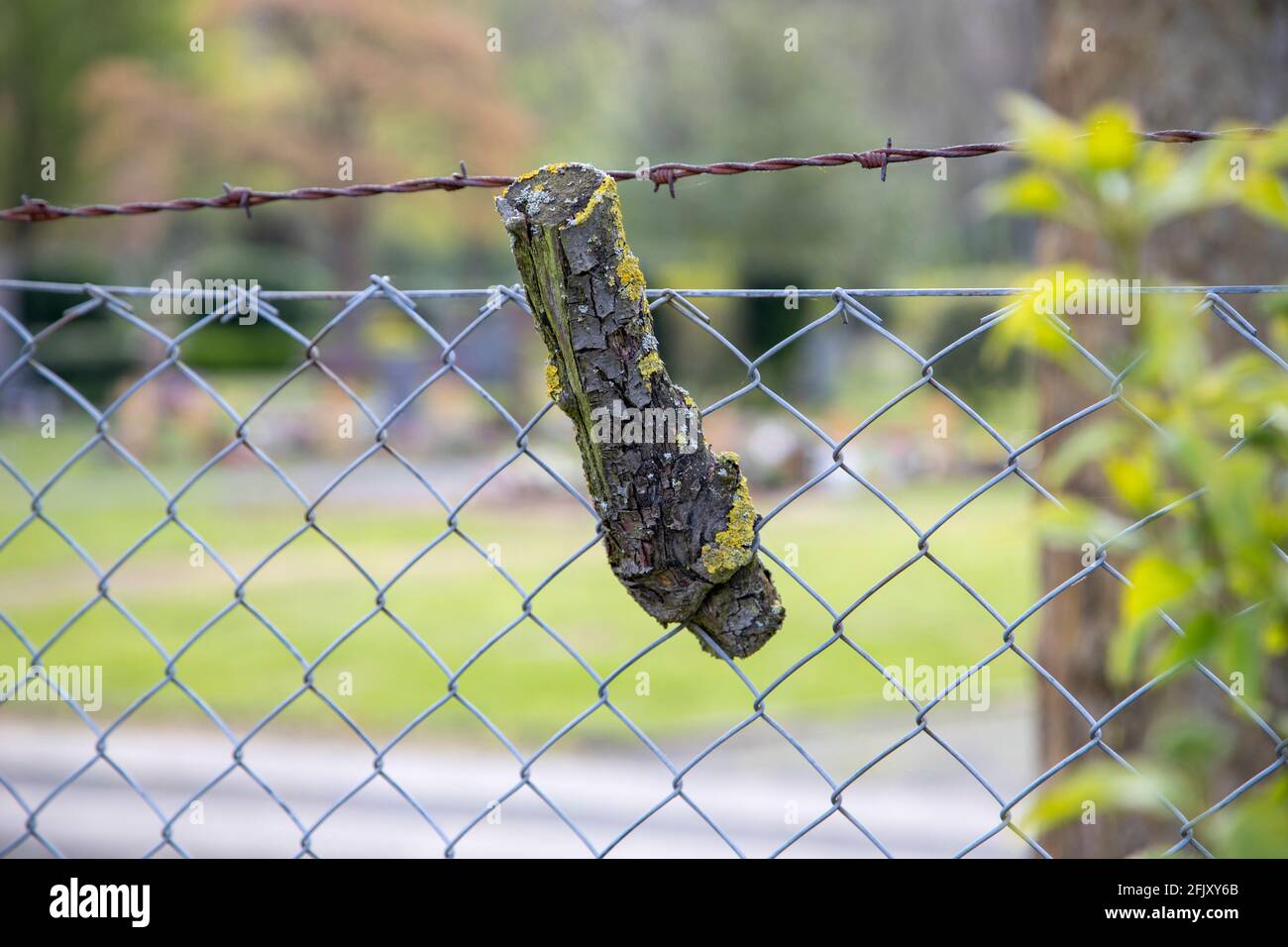a piece of a dead tree trunk, grown together in a chain link fence Stock  Photo - Alamy