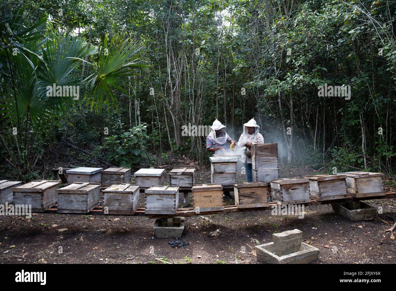 Jerónima López Hernández (R), 34, a bee-keeper, and her husband, Germán Bartolo Barrios (L), 52, attend to their hives deep in the forest outside the village of Nueva Vida in the UNESCO-protected Calakmul Biosphere Reserve (in Spanish Reserva de la Biósfera de Calakmul) in the Yucatán Peninsula, Calakmul Municipality, state of Campeche, Mexico on March 2, 2021. López Hernández says she is in the process of obtaining organic certification for her honey and fears the Maya Train project “will cause a lot of pollution, a lot”. The Maya Train project is one of Mexican President Andrés Manuel López Stock Photo