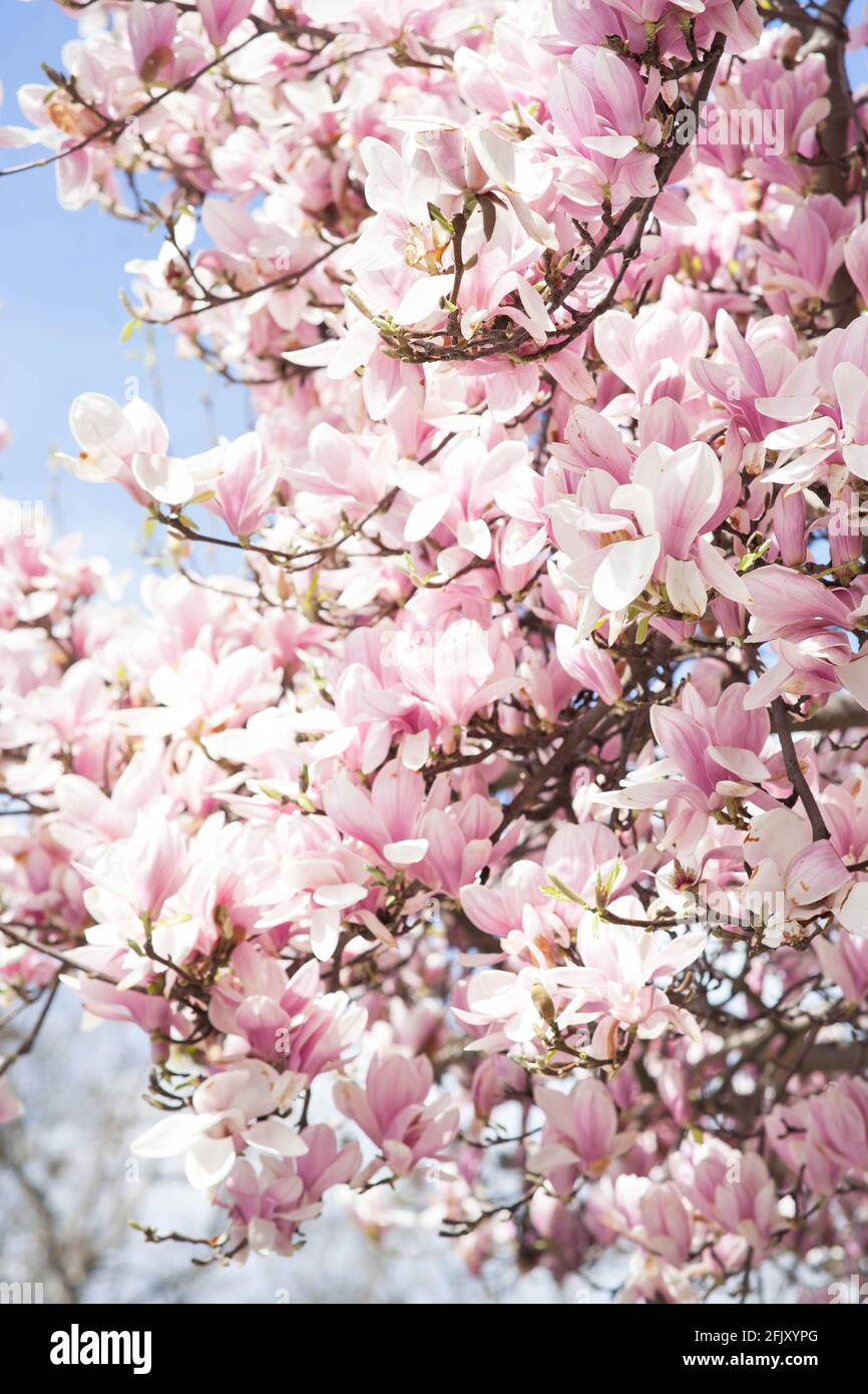 Flowering pink magnolia on the blue sky background Stock Photo - Alamy