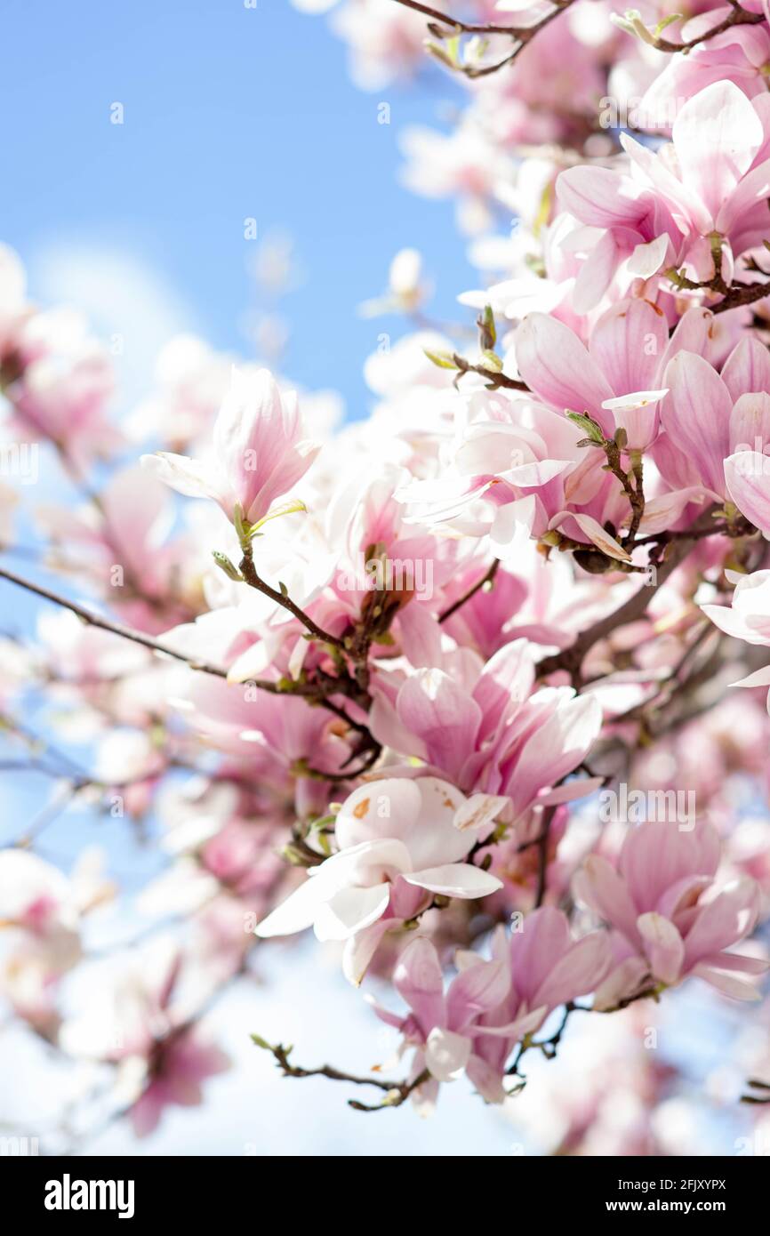 Flowering pink magnolia on the blue sky background Stock Photo - Alamy