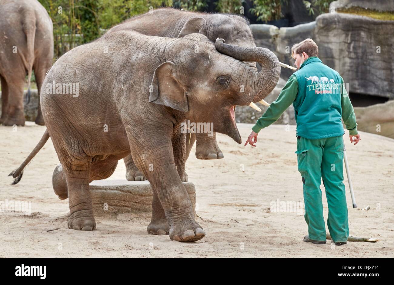 Hamburg, Germany. 26th Apr, 2021. Kathrin Zastrow, elephant keeper, performs tricks in the outdoor enclosure at Hagenbeck's zoo with the two young animals Raj (3 years old), front, and Santosh (2 1/2 years old). Preparations are in full swing for the reopening of the zoo, which has been closed for more than 170 days. The zoo had to close its doors due to corona. Credit: Georg Wendt/dpa/Alamy Live News Stock Photo