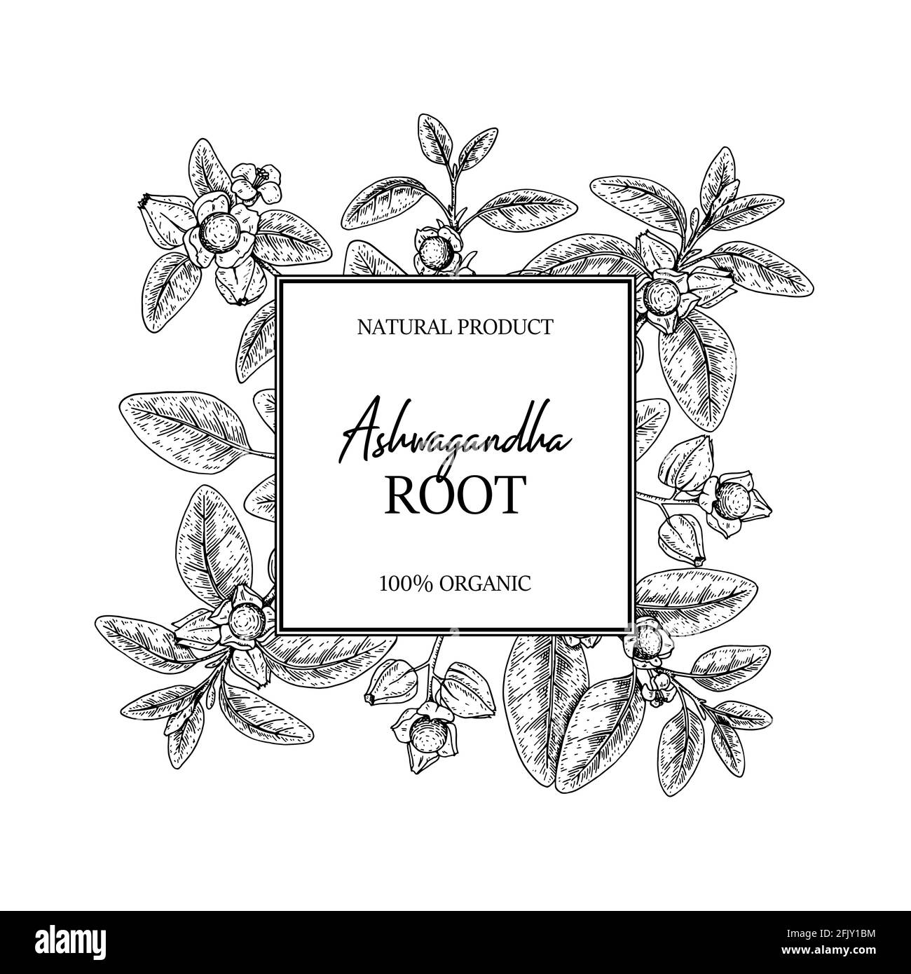 Hand drawn Ashwagandha design with branches and berries isolated on white background. Vector illustration in sketch style. Stock Vector