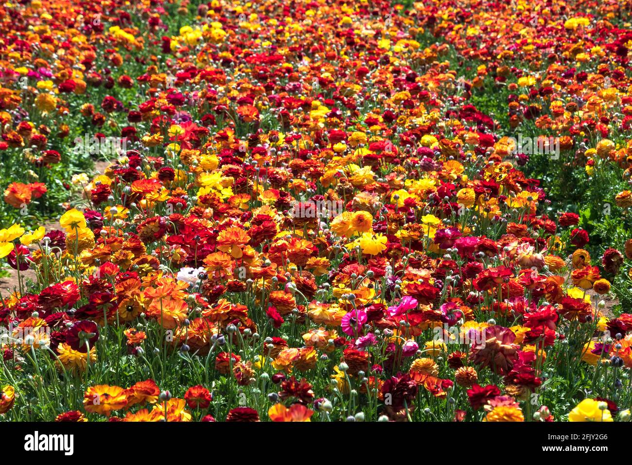 Fields of flowering multi-colored garden cultivated buttercups. Israel Stock Photo