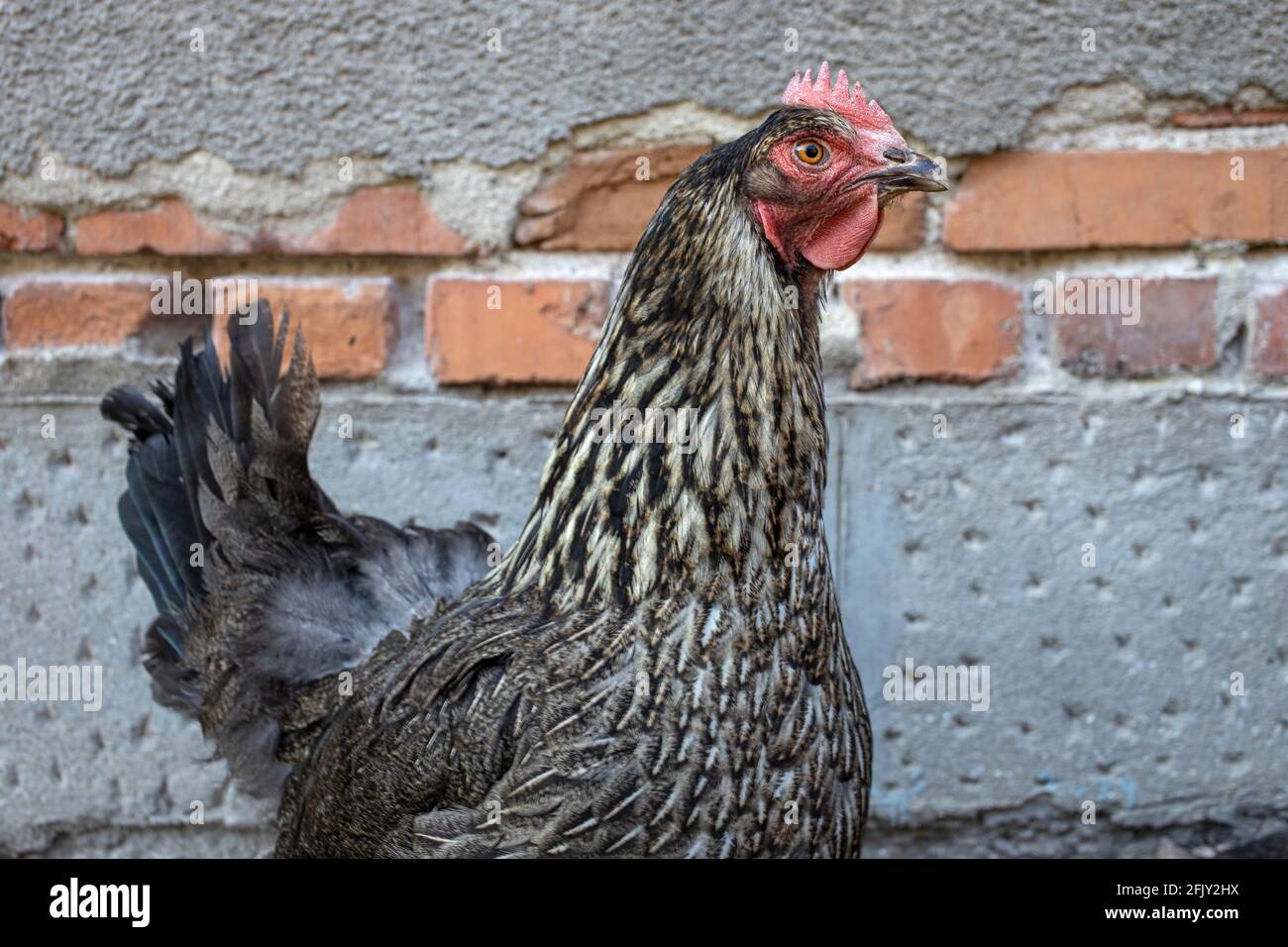 Colorful hen with red comb is standing alerted over an old wall with bricks exposed. Stock Photo