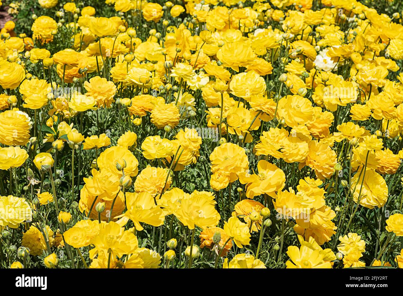 Yellow buttercups flowering hi-res stock photography and images - Alamy