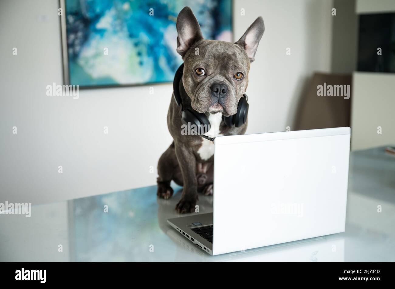 Office dog working in helpdesk and support hotline with notebook and headset Stock Photo