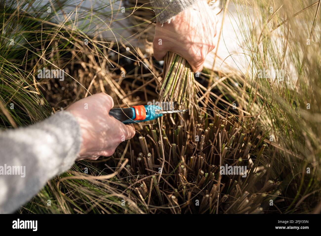 Young blonde woman cutting back Zebra grass (Miscanthus sinensis zebrinus), or porcupine grass