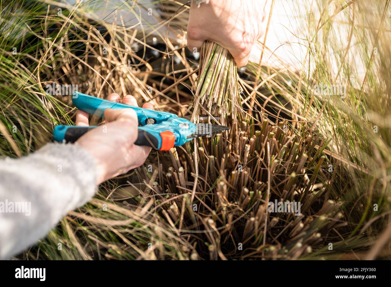 Miscanthus sinensis zebrinus zebra hires stock photography and images