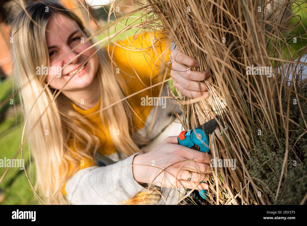 Young blonde woman cutting back Zebra grass (Miscanthus sinensis zebrinus), or porcupine grass