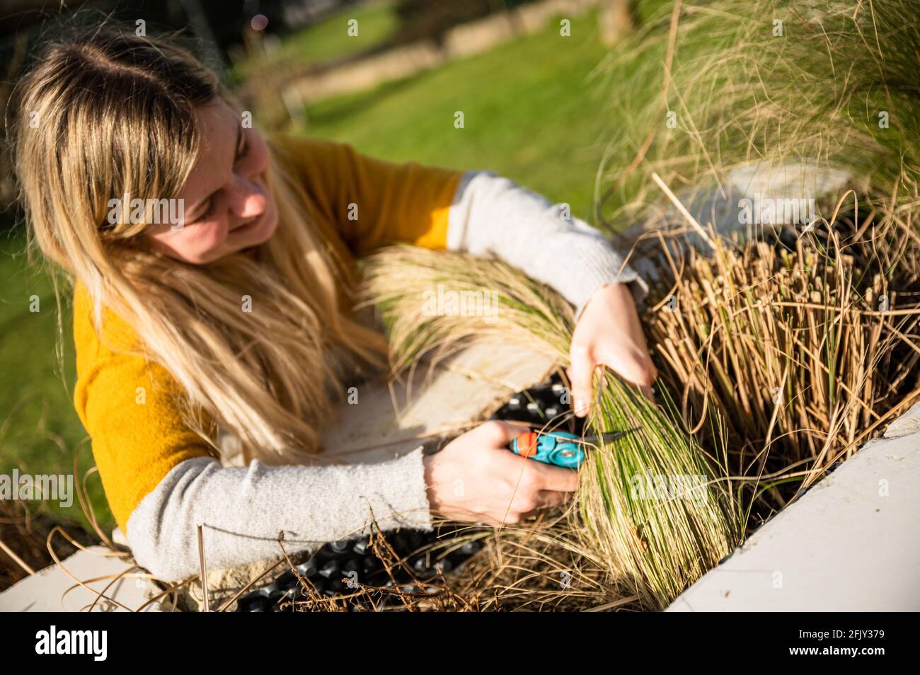 Young blonde woman cutting back Zebra grass (Miscanthus sinensis zebrinus), or porcupine grass in the garden Stock Photo