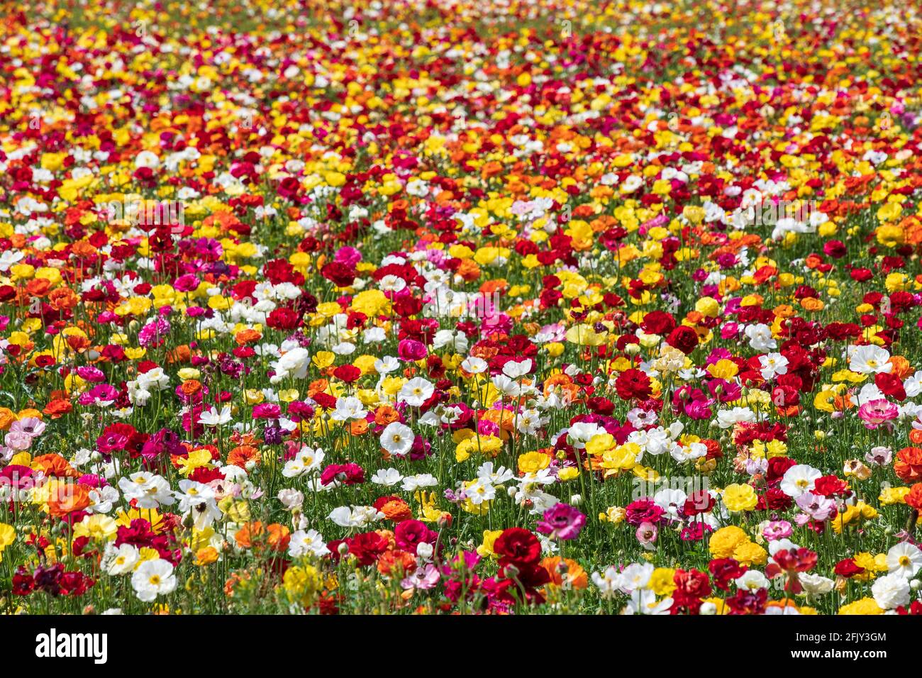 Fields of flowering multi-colored garden cultivated buttercups.Israel Stock Photo