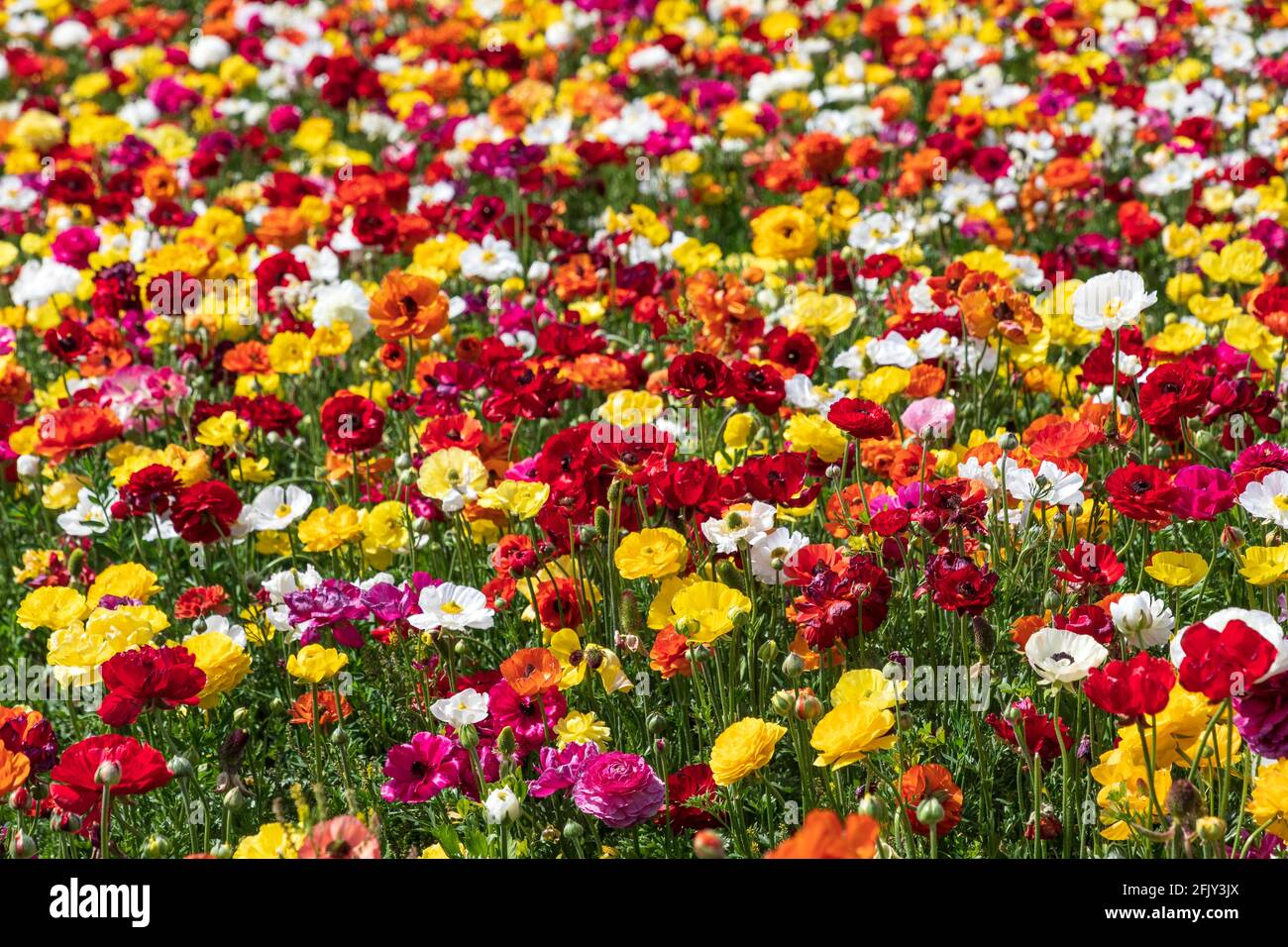 Fields of flowering multi-colored garden cultivated buttercups.Israel Stock Photo