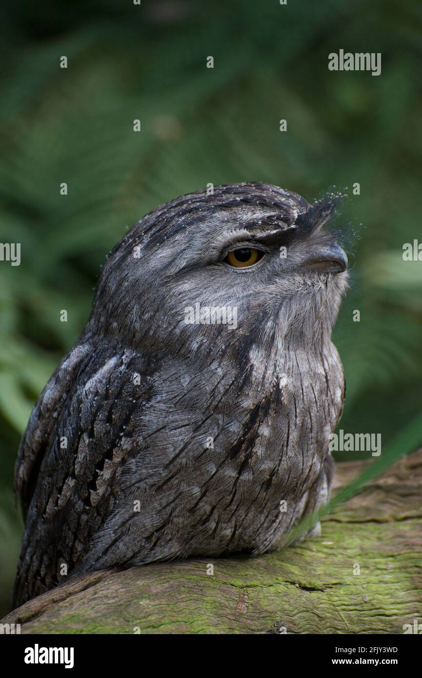 A Tawny Frogmouth (Podargus Strigoides) doing what Frogmouths do best - staring! These popular birds are common in Australia - but hard to see. Stock Photo