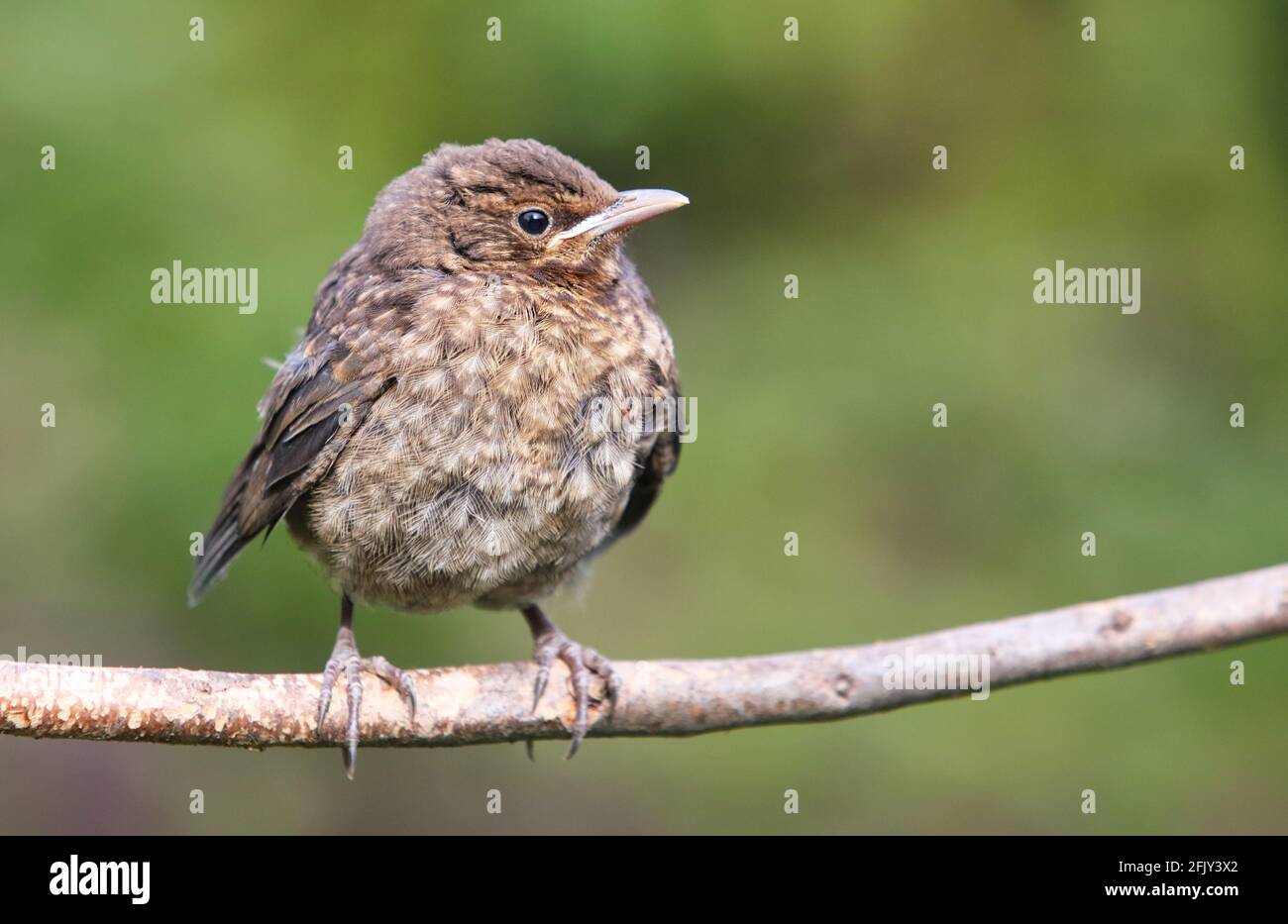 Eurasian Blackbird Baby Hi res Stock Photography And Images Alamy