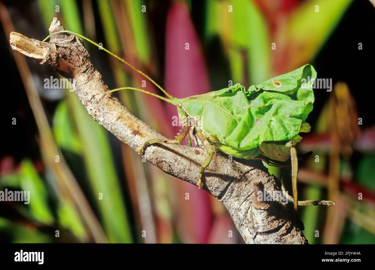 Leaf Katydid (Typophyllum erosum) mimicking dead brown leaf Costa Rica Stock Photo