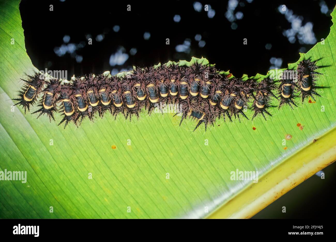 Asp Caterpillar Life Cycle