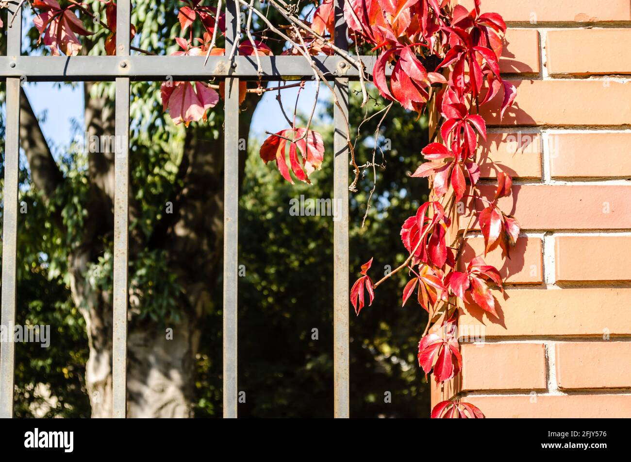 Vine covered fence hi-res stock photography and images - Alamy