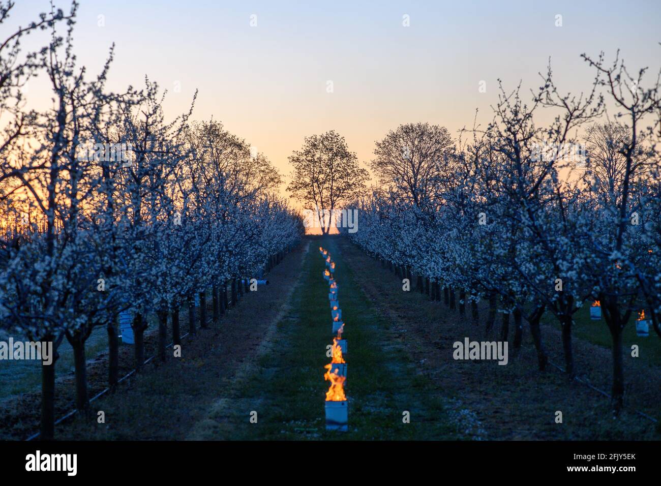 Frost damage on plants hires stock photography and images Alamy