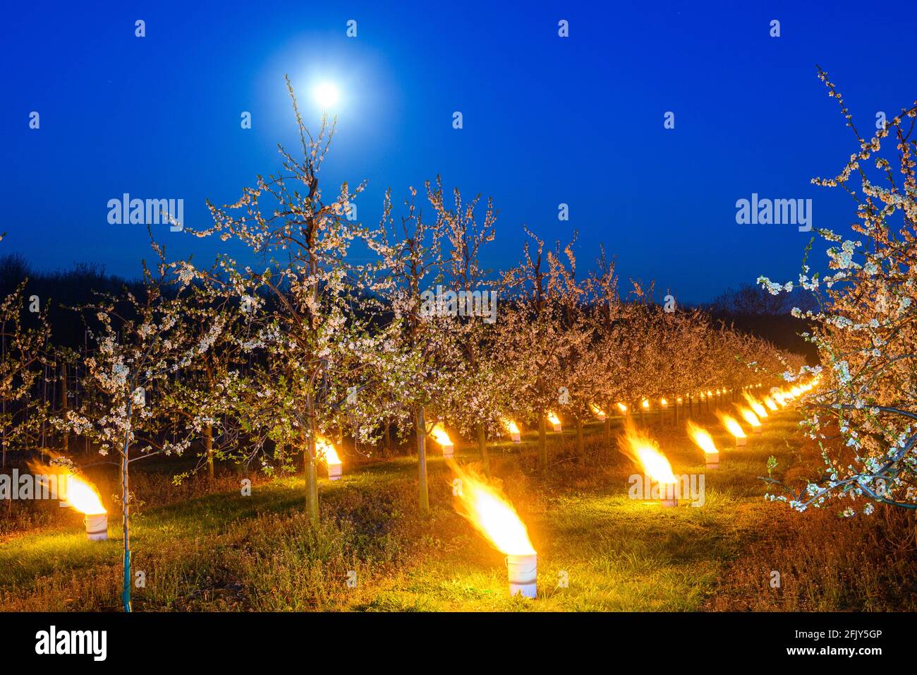 27 April 2021, SaxonyAnhalt, Sülzetal Countless frost candles burn