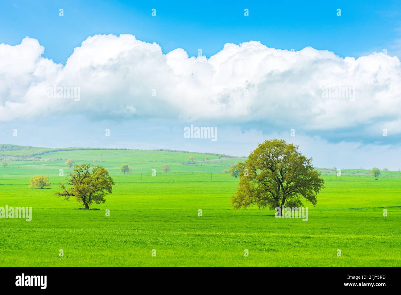 Wheat field single big tree hi-res stock photography and images - Alamy
