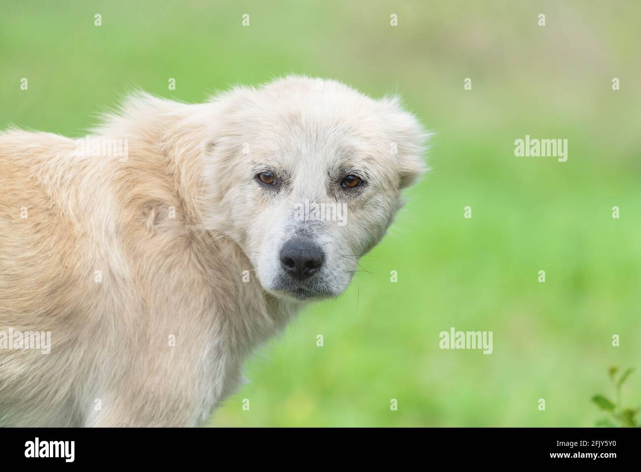 Caucasian Shepherd Dog Stock Photo