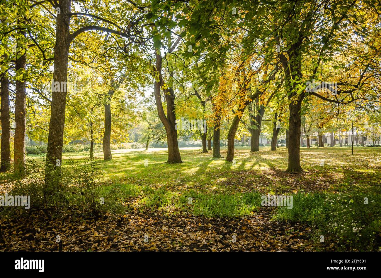 Autumn trees in one of the parks in the city of Novi Sad - Serbia Stock ...