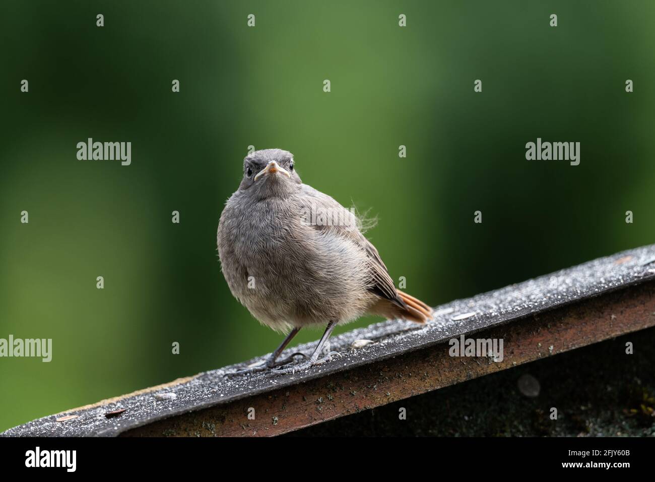 Learn To Fly Here Stock Photo - Download Image Now - Advice