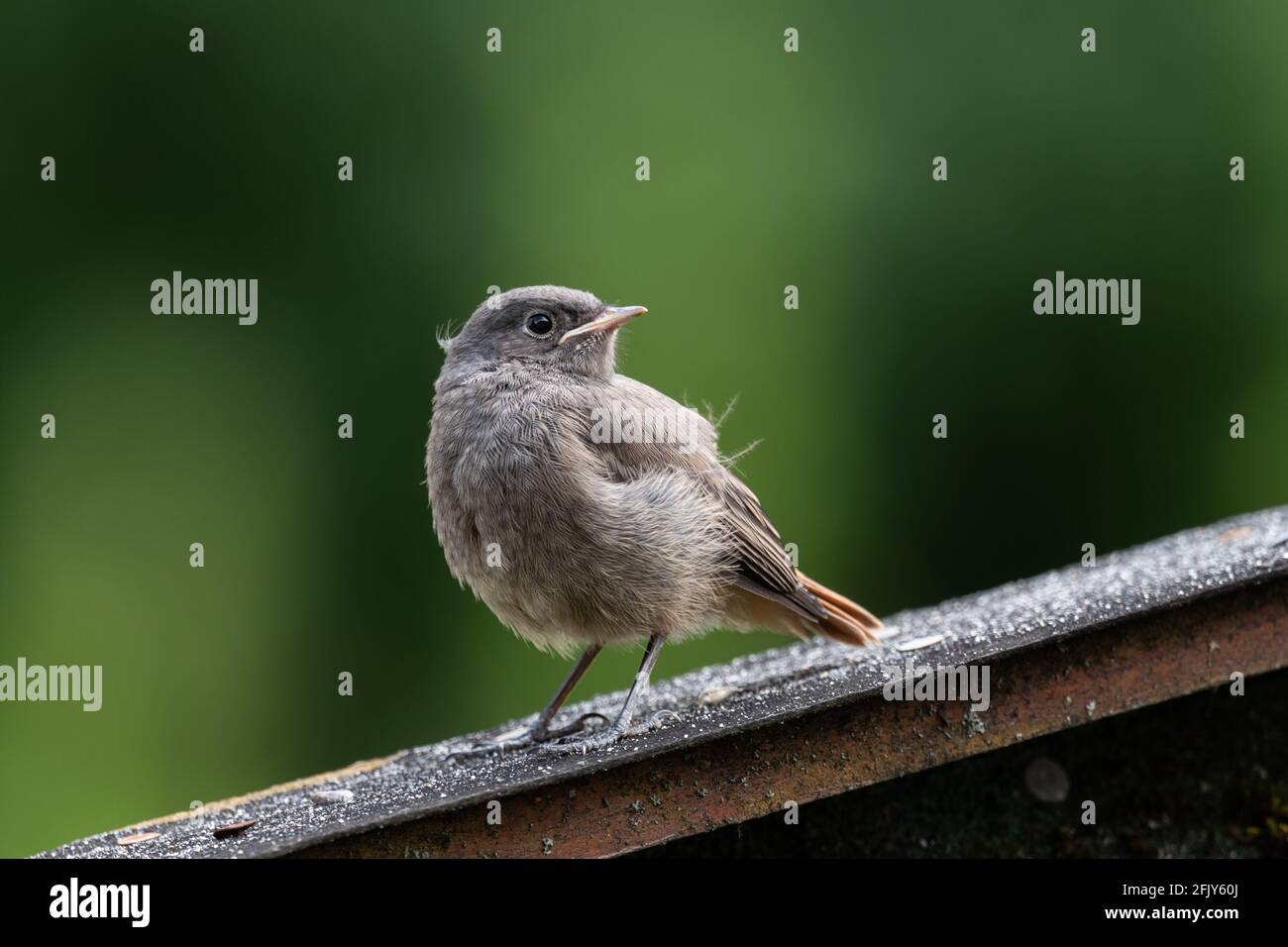 Learning to fly bird hires stock photography and images Alamy