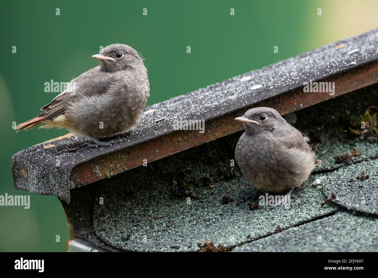 Learn To Fly Here Stock Photo - Download Image Now - Advice