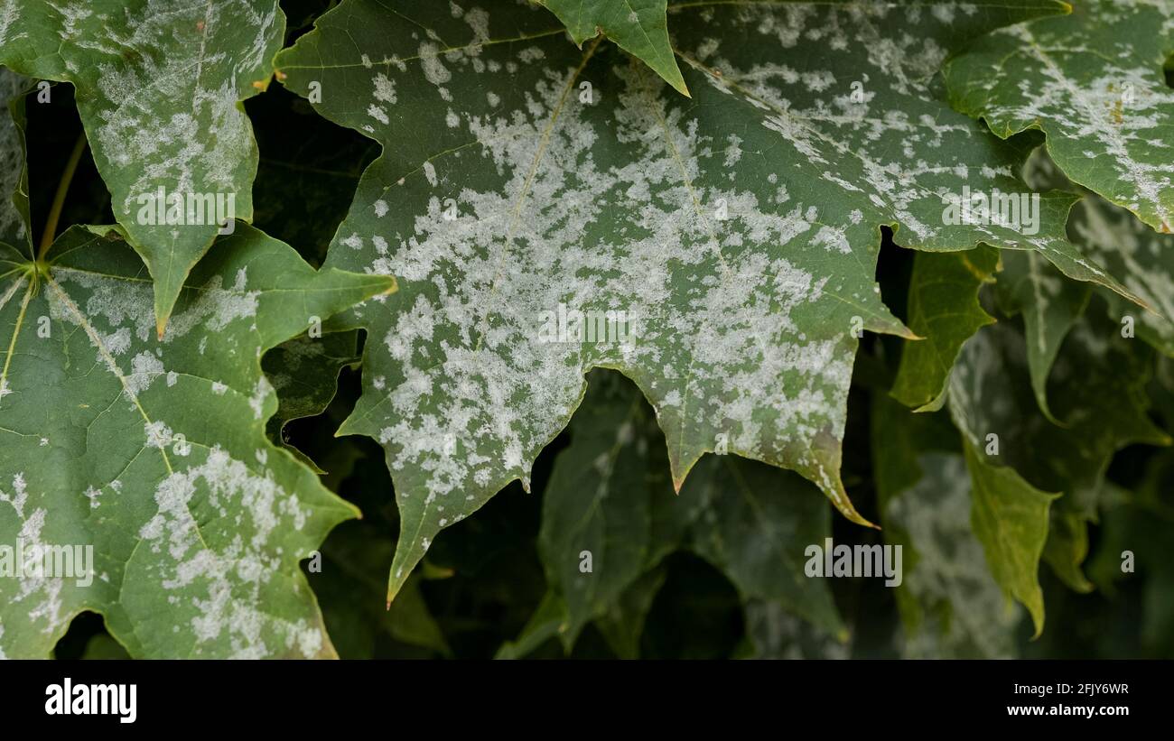 Powdery mildew on a maple tree leaf Stock Photo