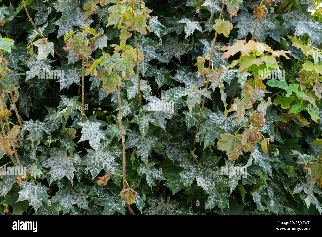 Powdery mildew on maple leaves Stock Photo Alamy