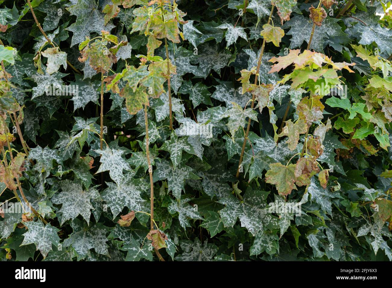 Powdery mildew on a maple tree leaf Stock Photo