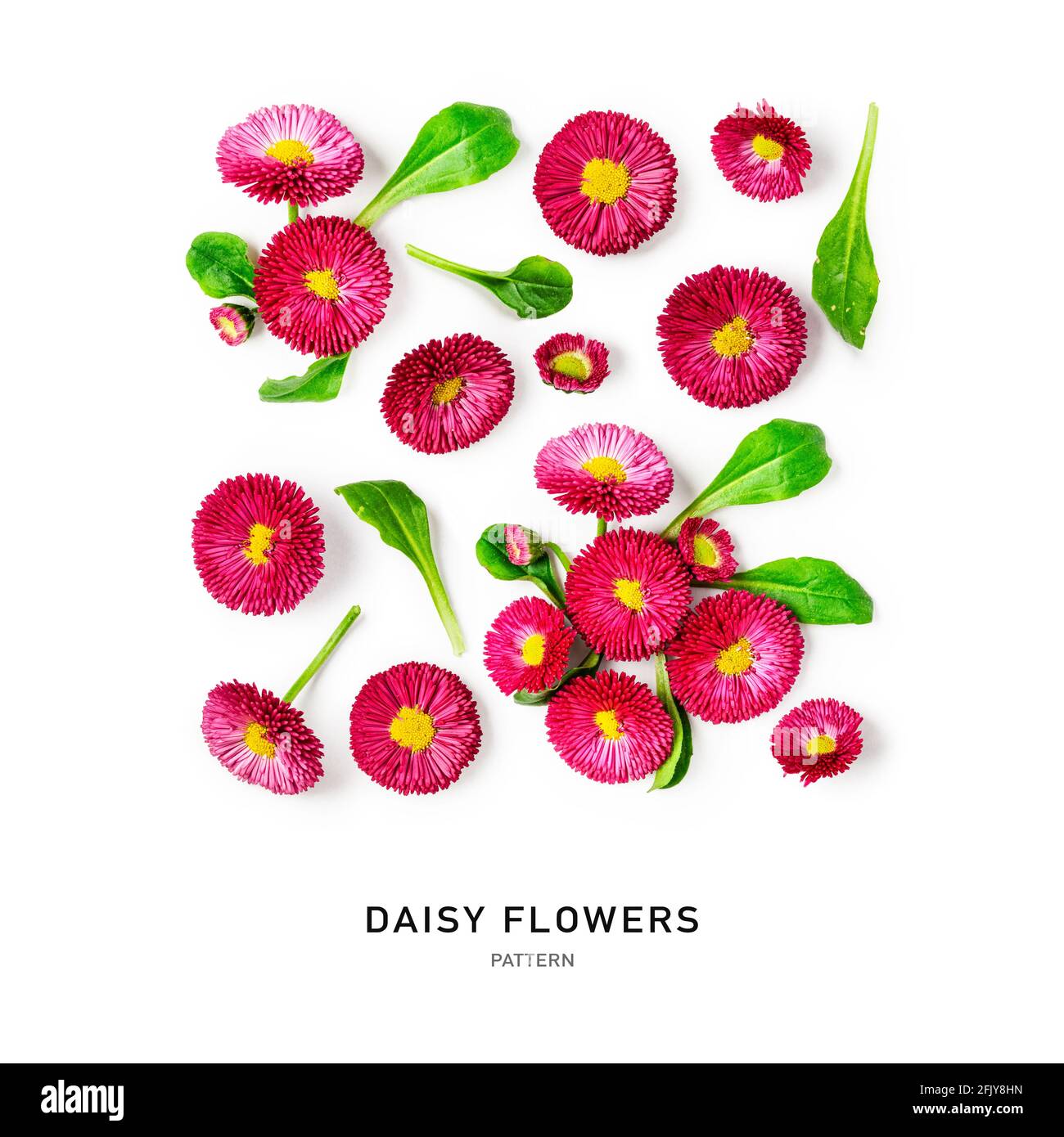 Daisy flower creative pattern and collection. Pink bellis perennis flowers isolated on white background. Floral arrangement, design element. Springtim Stock Photo