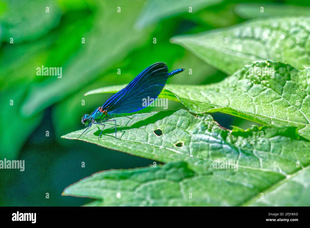 Selective focus shot of a beautiful blue dragonfly on a fresh green ...