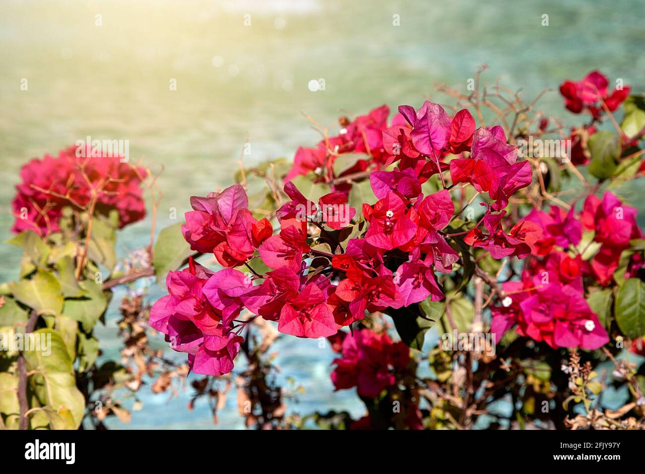 Drillingsblume im Eram Garten, in Shiraz, Iran Stock Photo