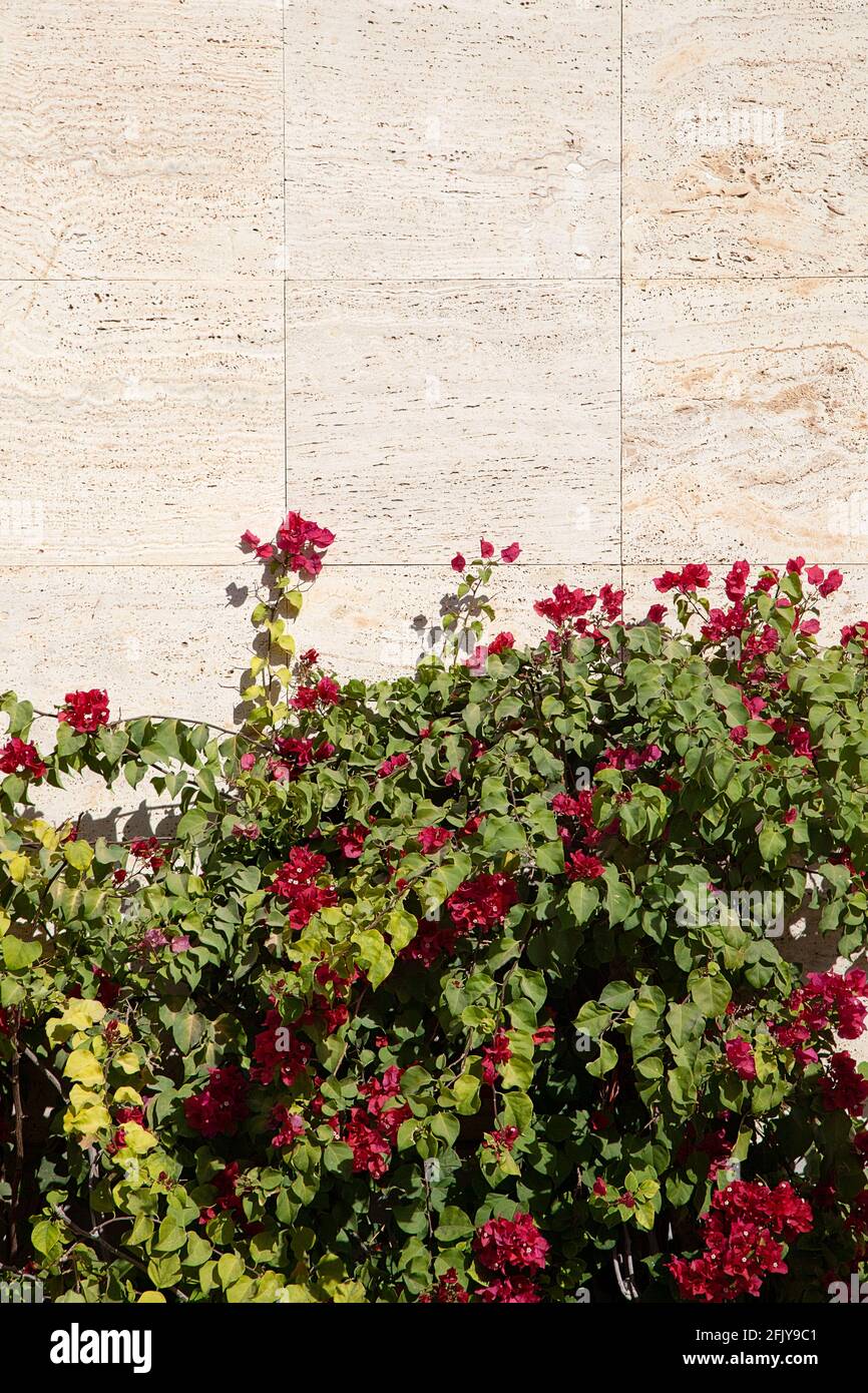 Drillingsblume im Eram Garten, in Shiraz, Iran Stock Photo