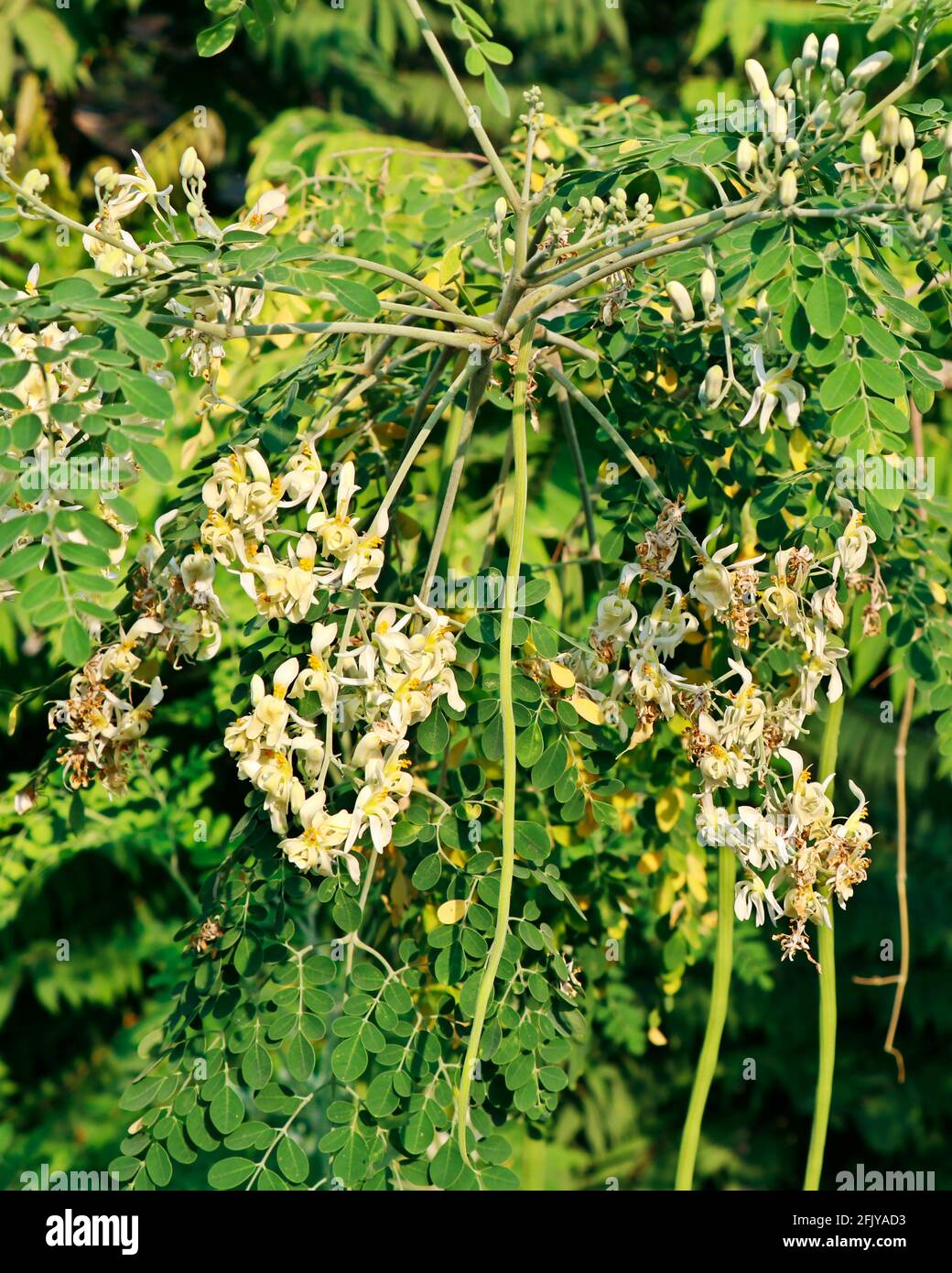 Moringa oleifera is a drought-resistant tree of the family Moringaceae, native to the Indian subcontinent. Common names include moringa, drumstick tre Stock Photo