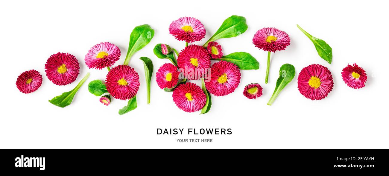 Daisy flower creative banner and collection. Pink bellis perennis flowers isolated on white background. Floral arrangement, design element. Springtime Stock Photo