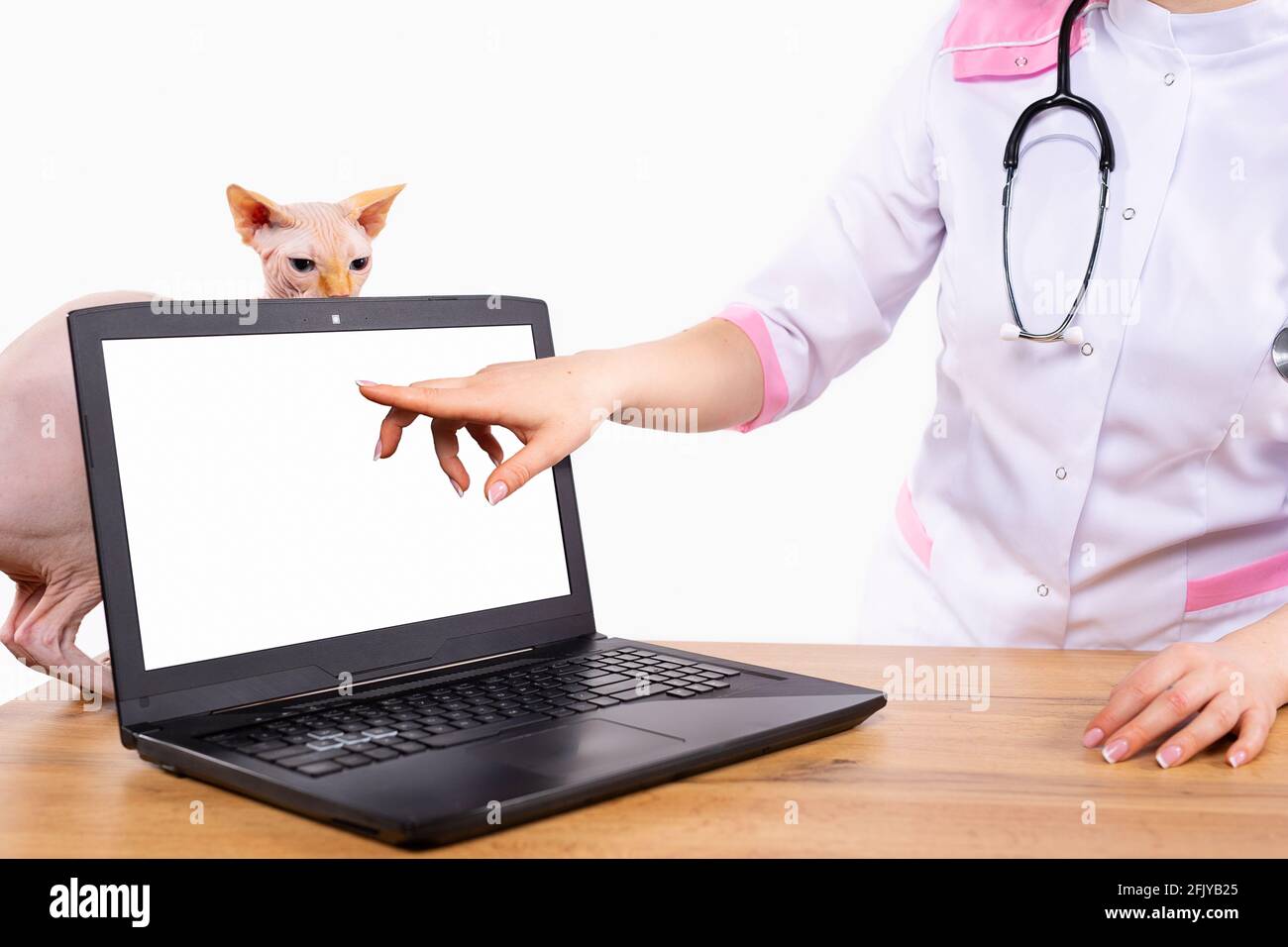 The online services or registrations concept. Informative image with a veterinarian's index finger pointing to a white laptop screen with a Sphinx cat Stock Photo