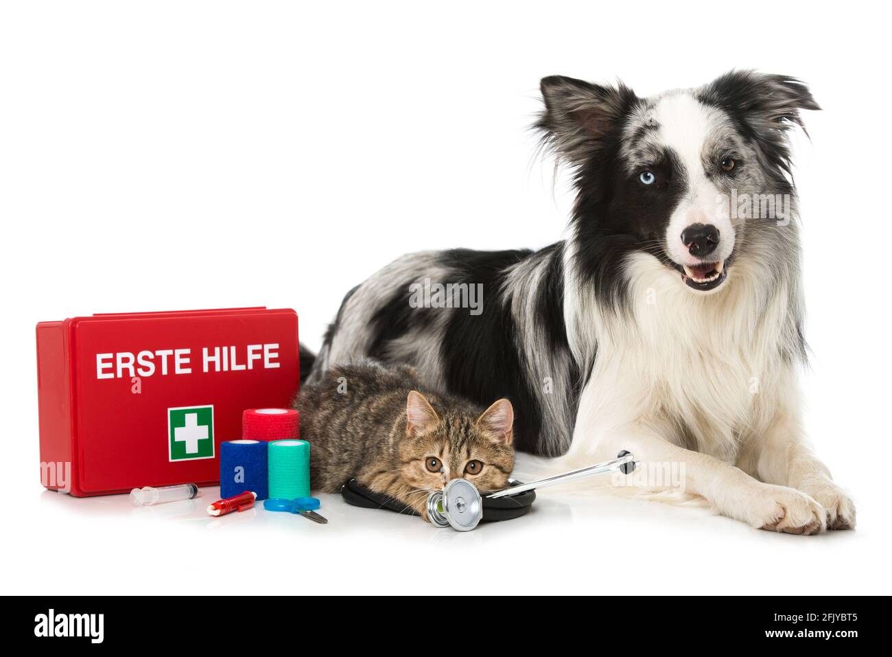 Cat & Dog First Aid