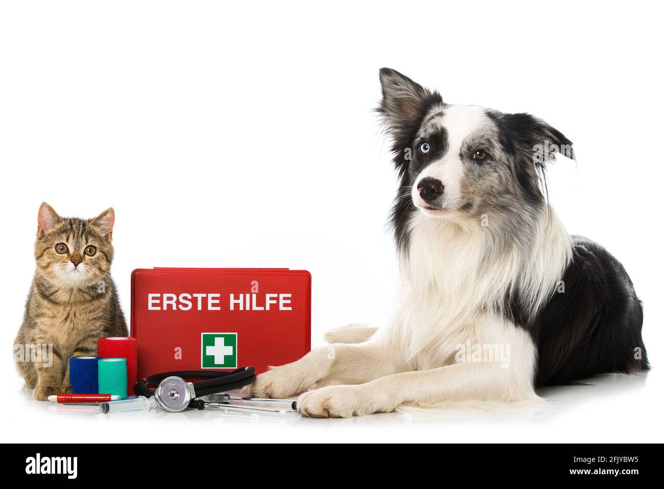 pet first aid kit cat