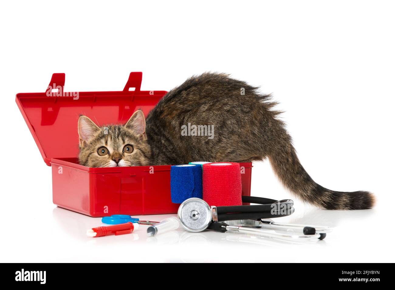 cat first aid kit